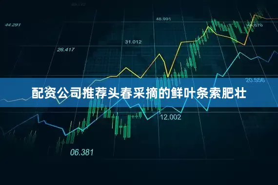 配资公司推荐头春采摘的鲜叶条索肥壮